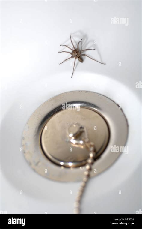 Schneiderspinne in der Badewanne